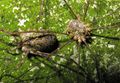 Männchen und Weibchen vor der Paarung