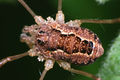 Weibchen