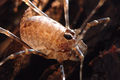 Rilaena triangularis juv3.JPG