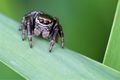 subadult