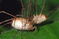 Rilaena triangularis Paarung.JPG