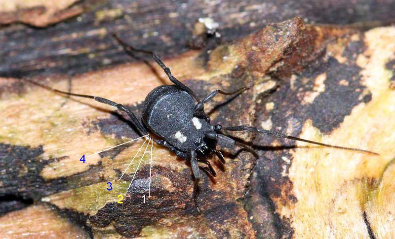 Datei:Nemastoma lugubre oder Kirsten Eta.JPG