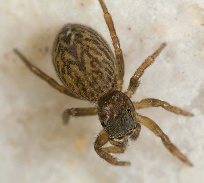 Datei:Euophrys frontalis W 7-1731.jpg