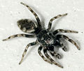 dorsal