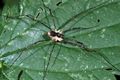 Mitopus morio m4.JPG