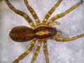 Pardosa agrestis f 2.jpg