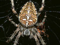 Araneus diadematus 5 1024.jpg
