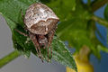 Gibbaranea Helwig.jpg