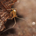Linopodes sp CS0009 PI6671.JPG