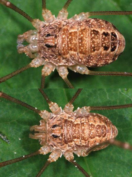 Datei:Rilaena triangularis f,m.jpg