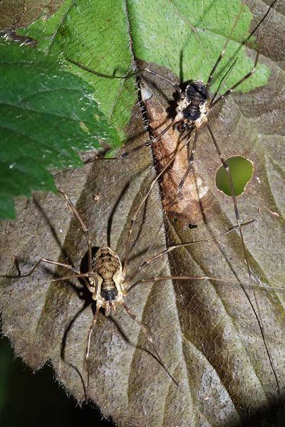 Mitopus-Paar.jpg