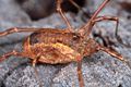 Lacinius ephippiatus (11).JPG