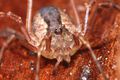 Lacinius ephippiatus (4).JPG
