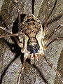 Mitopus 3.JPG