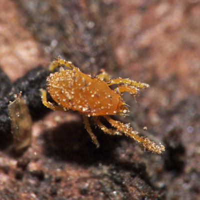 Labidostommatidae zsp2 CS0001 PI4813.JPG