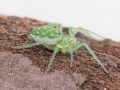 Nigma walckenaeri 7.JPG