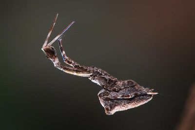 Uloborus.JPG