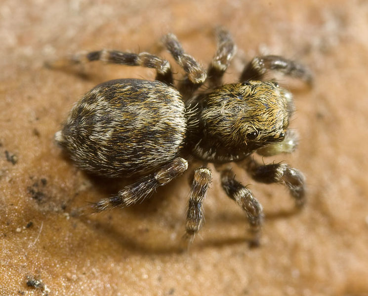 Datei:Pseudeuophrys-erratica Mordtal 09-04 04.jpg