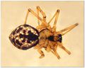 Poeciloneta variegata f.jpg