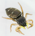 Heliophanus cupreus Weibchen