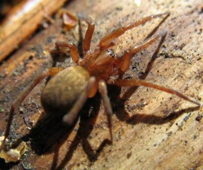 Agroeca brunnea.jpg