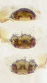 Epigyne retrodorsal, dorsal und Vulva