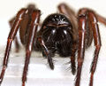 Cheliceren von Coelotes terrestris