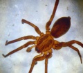 Agroeca brunnea 7 1024.jpg