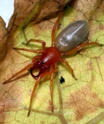 Dysdera crocata oder D. erythrina Fam. Dysderidae