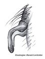 Epigyne seitlich