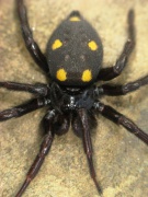 Uroctea durandi Fam. Oecobiidae
