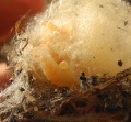 Kokon ist parasitiert