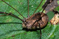 Leiobunum blackwalli f.JPG