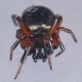 Steatoda phalerata f frontal.jpg