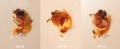 Pedipalpus