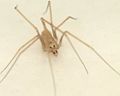 1. Spermophora senoculata