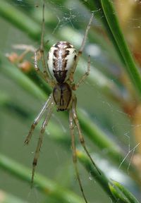 Linyphia triangularis f.jpg