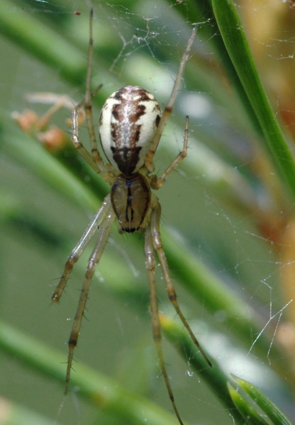 Datei:Linyphia triangularis f.jpg