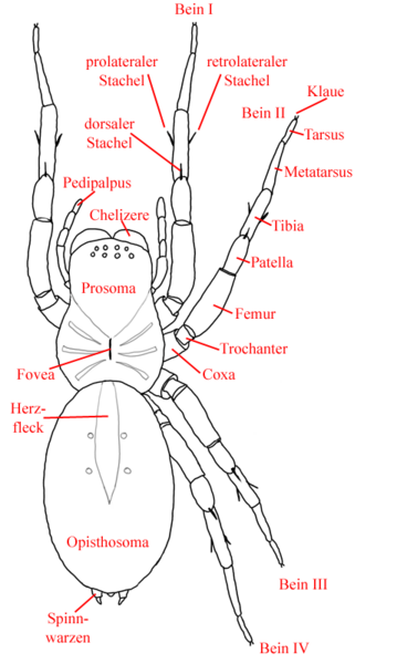 Datei:Anatomie dorsal.png