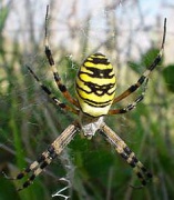 Argiope bruennichi