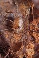 Rilaena triangularis juv4.JPG