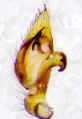 Pedipalpus ventral