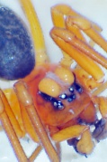Hypomma fulvum vgl. H. bituberculatum