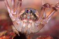 Lacinius ephippiatus (7).JPG