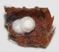 Kokons in einem zusammengerollten Blatt
